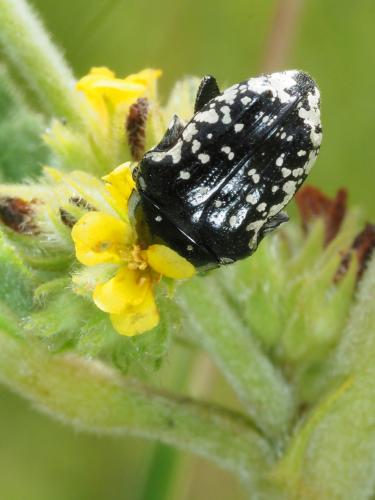 Réf. 227 939 : Oxythyrea guttifera